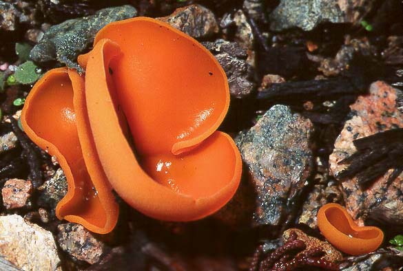 Aleuria aurantia